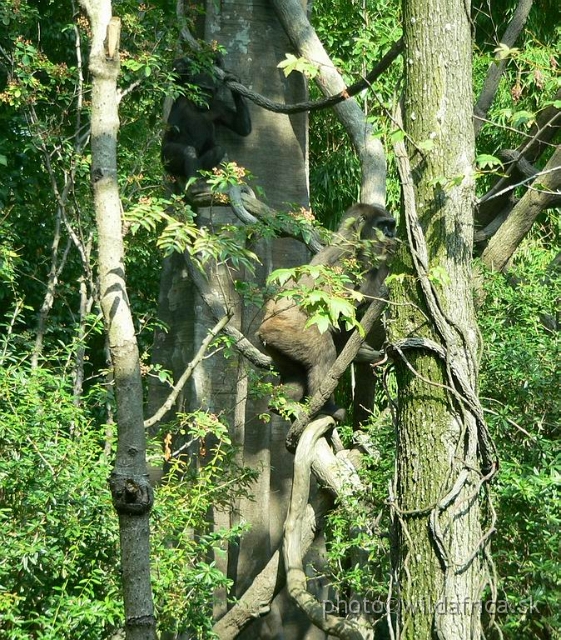 congo gorilla 04.jpg - Outdoor gorilla exhibit.